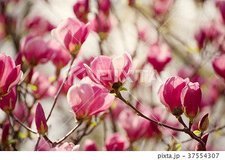 Magnolia spring flowers Magnolia spring flowers 37554307