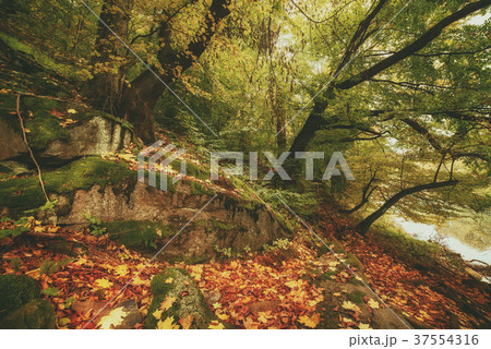 Beautiful autumn landscape 37554316