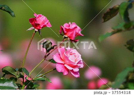 バラ　プリンセス・チチブ 37554318