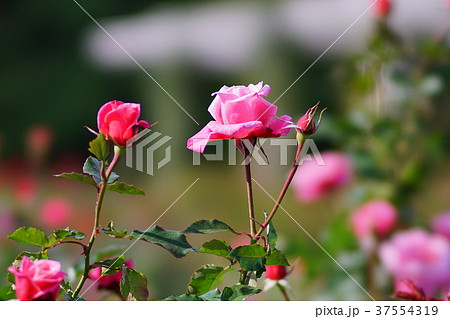 バラ　プリンセス・チチブ 37554319