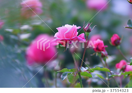 バラ　プリンセス・チチブ 37554323