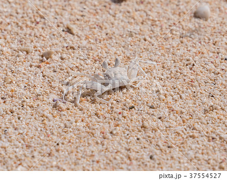沖縄県 伊江島 ミナミスナガニの写真素材