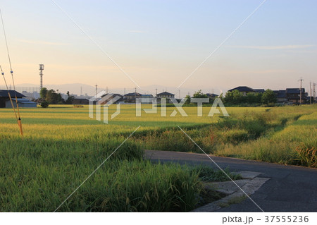 田園 37555236