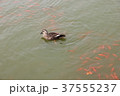 鴨 37555237