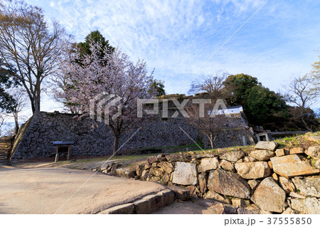 備中松山城　三の丸跡の石垣と桜　岡山県高梁市 37555850
