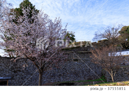 備中松山城　三の丸跡の石垣と桜　岡山県高梁市 37555851