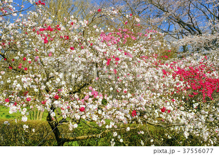 紅白の花桃 紅白の花桃 37556077