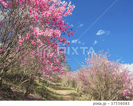 青い空とアカヤシオ 37556083