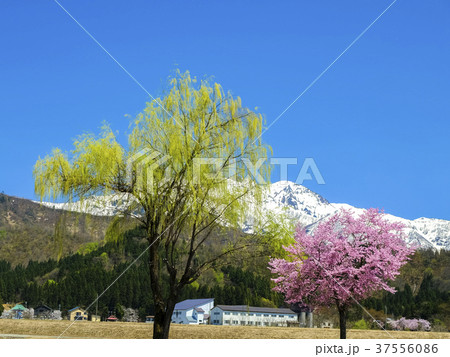 ピンクの桜と新緑の柳 37556086