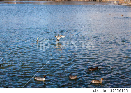 冬の三島池とカモ7 37556163