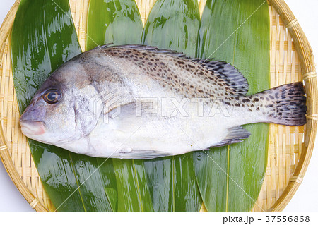 コショウダイ　食材 37556868