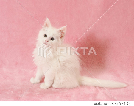 メインクーンの子猫 37557132