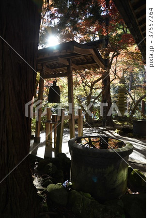 鎌倉覚園寺 紅葉の庭 鎌倉覚園寺 紅葉の庭 37557264