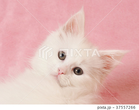 振り向いたメインクーンの子猫 37557266