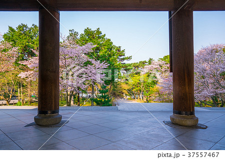 京都　南禅寺の桜 37557467