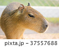 capybara 37557688