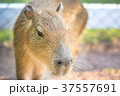 capybara 37557691