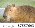 capybara 37557693