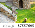 little goat 37557695