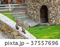 little goat 37557696