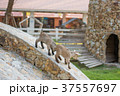 little goat 37557697
