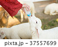 sheep sucking milk 37557699
