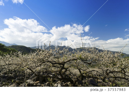 うめ 春告草 ソシンロウバイ 37557983