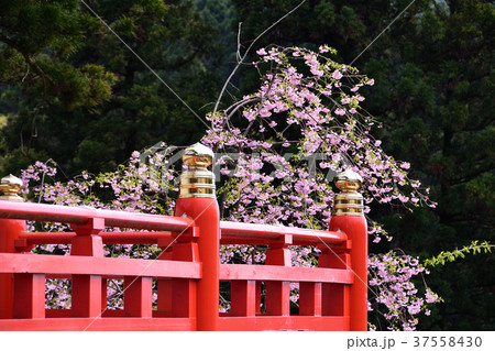 桜咲く寺院 37558430