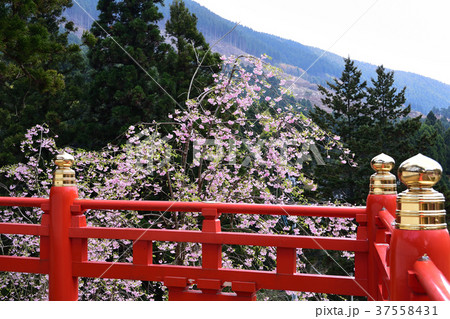 桜咲く寺院 37558431