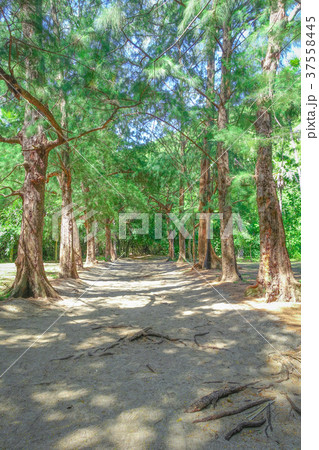 Nature green trees Nature green trees 37558445