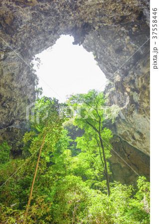 Trees in cave. 37558446