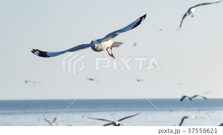 Amazing flying action of Seagulls bird at coast Amazing flying action of Seagulls bird at coast 37558621