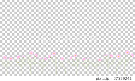 花畑 背景 イラスト 横長 コスモス 白地のイラスト素材