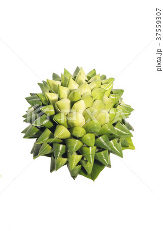 Fresh of green Pandanus Palm, Fragrant Pandan 37559307