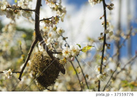 梅 梅の花 うめ 37559776