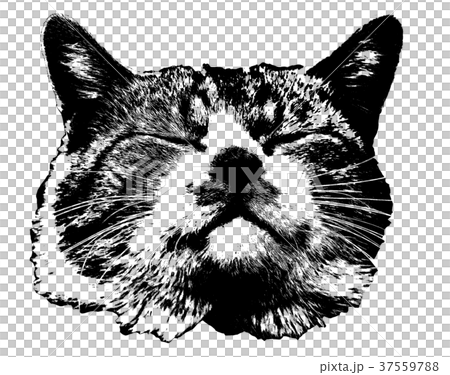 Cat Cat 37559788