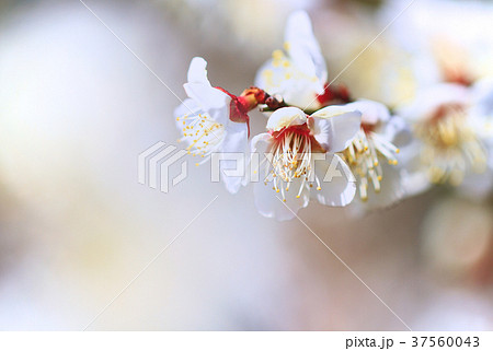 春の梅の花・薄いピンク背景・早春の風物詩 和歌山南部梅林 Plum blossom Close up 春の梅の花・薄いピンク背景・早春の風物詩 和歌山南部梅林 Plum blossom Close up 37560043