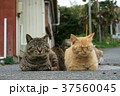 田代島の猫 37560045
