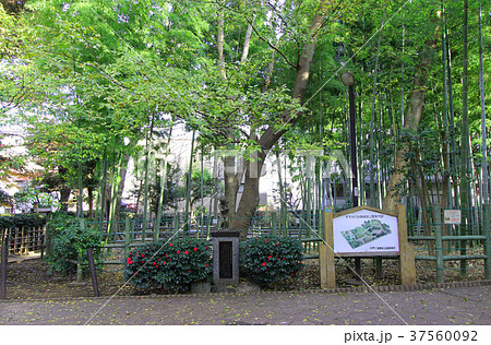 すずめのお宿緑地公園 37560092