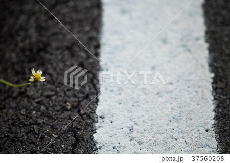 Flower on the asphalt floor. Flower on the asphalt floor. 37560208