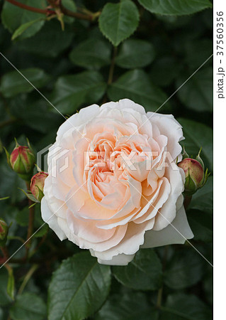 アプリコット色が美しいバラ 37560356