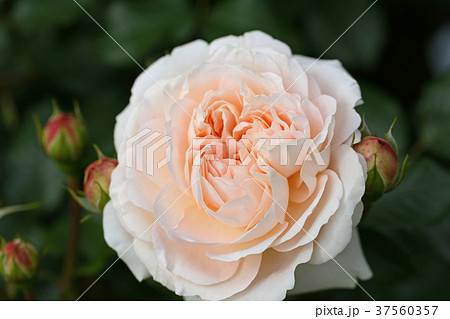 アプリコット色が美しいバラ 37560357