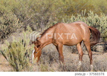 Wild Horse Feeding Wild Horse Feeding 37560378