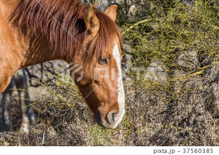 Wild Horse Feeding Wild Horse Feeding 37560385