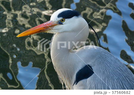 サギ 37560682
