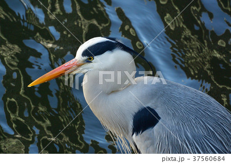 サギ 37560684