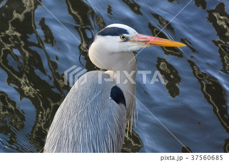 サギ 37560685
