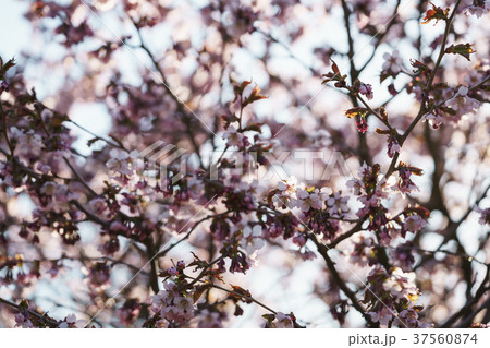 Sakura cherry tree blossom in spring morning with 37560874