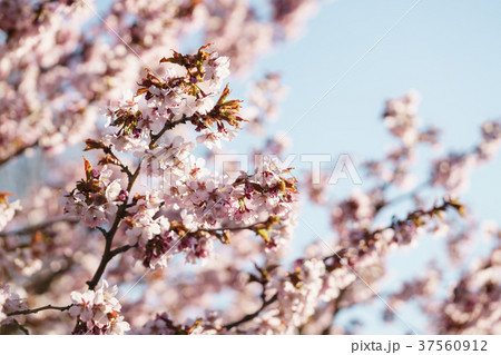 Tender sakura cherry tree blossom in spring 37560912