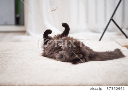 Maine Coon cat lying on the floor and playing with 37560961